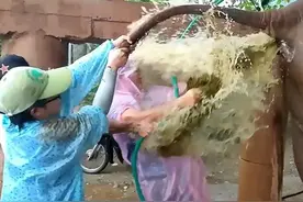 泰国清迈大象自然公园年迈大象受严重便秘困扰 灌肠后排泄物排山倒海图片