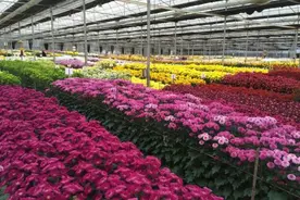 昆明嵩明“以花为媒”助农奔小康图片