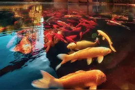 红叶、锦鲤、诗歌…原来我的天大秋日也这么美！图片