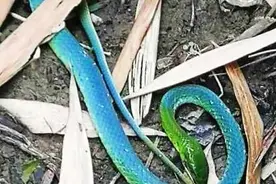 “小青的原型果然是男（蓝）的？”罕见！绿头蓝身蛇现身贵州，专家分析图片