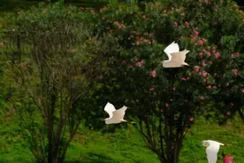 白鹭回龙华了！秋日观澜河，美出新高度图片