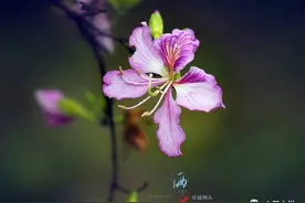 王灵｜赖以生存的爱图片