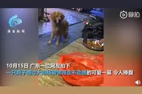 金毛路过大排档馋得迈不动步：眼巴巴盯着饭菜，主人拽到拖鞋甩飞图片