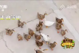 “会数数的网红鸭群”结伴下河，是否会等候迟到的小伙伴？今天18:00档，CCTV-1《正大综艺·动物来啦》带您一同探寻图片