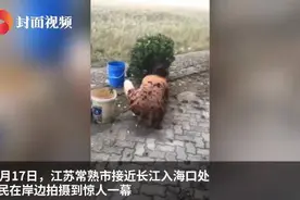 密恐慎入！上万只螃蟹上岸引村民捡拾 当地居民：20年没见过这景象图片