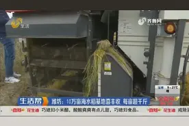 每亩超千斤！潍坊10万亩海水稻基地喜丰收，满目金黄一片丰收景象视频封面