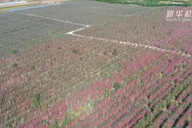 苹果丰收啦视频封面