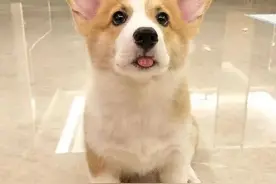 养了柯基才知道，这货简直是行走的表情包，小眼神超有戏的啊图片