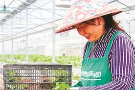 一颗小草莓为何能从杭州走向全国？育种专家如何花五年选育一个品种？草莓种植“技能大师”到底有啥绝活？图片