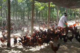 产地IP化 京东打造可持续商业扶贫模式助力农人脱贫奔富图片