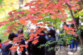 韩国雪岳山迎赏枫佳季 游客摩肩擦踵图片