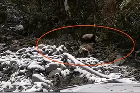 四川宝兴：村民上山偶遇野生大熊猫 吹口哨吸引其注意力图片