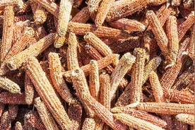 昔日“烧锅料”玉米芯，现在能换钱图片