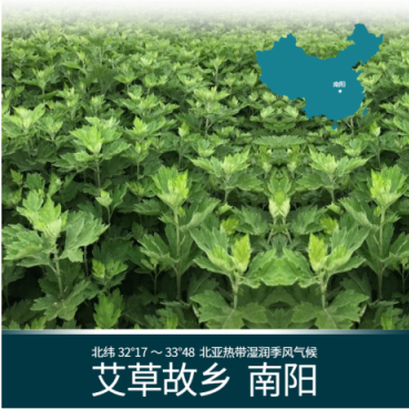 艾草精油的作用和功效（现在认识艾草精油还不晚）