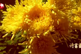 20201019《诗书画》：诗书画中的四时花令  秋·菊花视频封面