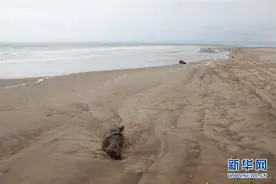 纳米比亚海岸现5000多头小海豹尸体图片