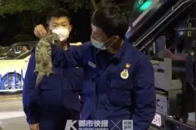 浙江小伙上树救小奶猫 结果尴尬了！人和猫双双被困树上……图片