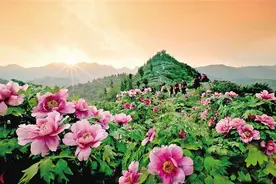 牡丹故里出新彩 农旅文商巧融合图片