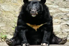 遇到熊怎么办？逃跑死得快，装死未必行图片