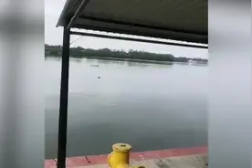 墨西哥一男子无视禁令下湖游泳被鳄鱼袭击身亡 目击者发出尖叫图片