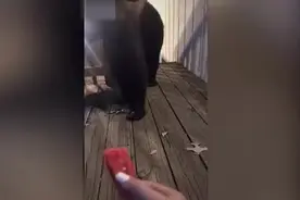 美国女子上传喂食黑熊视频后被指违法 或将面临6个月监禁图片