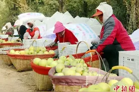新疆兵团：苹果产业助农增收 亩净利润超万元（图）图片