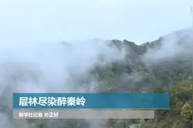 层林尽染醉秦岭视频封面