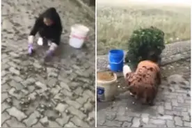 江苏苏州常熟市长江入海口处数万螃蟹结队上岸 民众担心此属地震先兆图片