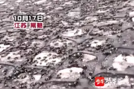 苏州常熟数万只蟛蜞成群结队上岸！是否异常征兆？气象局回应了图片