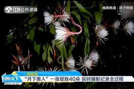 一饱眼福！“月下美人”昙花一夜绽放40朵，延时摄影记录全过程视频封面