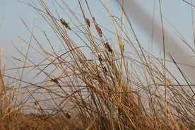 纳米比亚蝗灾进一步恶化 已入侵40万公顷土地图片