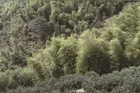 重阳将至，秋高气爽！是时候出撒欢啦！杭州哪些地方适合登高望远？这份“秋日懒人爬山指南”请收好图片