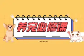 狗狗洗澡有讲究！跟着实操指南，还你一个香喷喷美美哒汪~丨养宠必修课图片