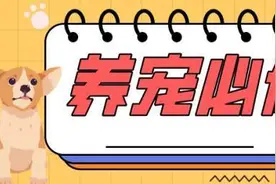 狗狗洗澡有讲究！跟着实操指南，还你一个香喷喷美美哒汪~丨养宠必修课图片
