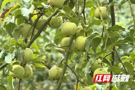 爱心助农丨江华：豹虎村的20万斤山楂果丰产待销图片