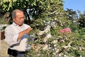 美媒：从搬运工到盆景大师 洛杉矶汉庭顿中国园盆景出自他手图片