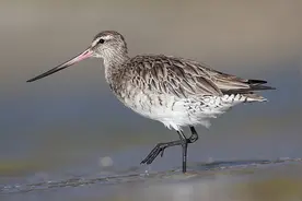 一只雄性斑尾塍鹬连飞12200公里 从阿拉斯加飞到新西兰打破候鸟单次飞行距离纪录图片