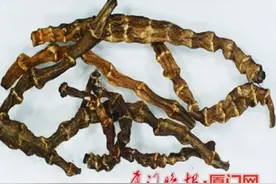 普通草药卖出千元高价，厦门已有人被忽悠！“地龙参”检验结果出来了图片