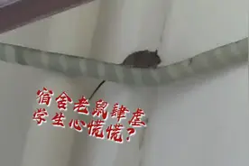 广州一学校宿舍老鼠猖獗！学生直呼好恐怖，宿管发放老鼠贴视频封面