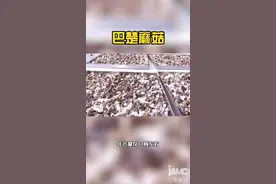 这种蘑菇有点特别，头顶上居然“长”着“木耳”‖援疆缘疆图片