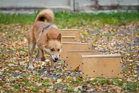 俄罗斯训练嗅探犬探测新冠病毒图片