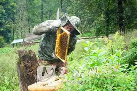 高鲁山生态蜜蜂养殖：幽谷密林里的致富经图片