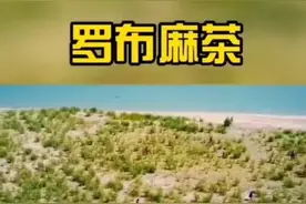 新疆沙漠地区生长的罗布麻，原来还有这样的作用‖援疆缘疆图片