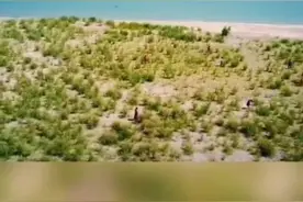 新疆沙漠地区生长的罗布麻，原来还有这样的作用‖援疆缘疆图片
