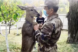 相伴四个多月小鹿告别“妈妈”回归自然图片