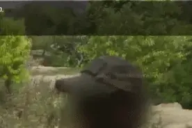 罪证视频曝光！澳特种部队滥杀已投降战俘 指挥官气得爆粗口图片