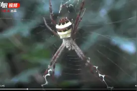 南京紫金山蜘蛛酷似圣诞老人，比才艺“书写”英文字母图片