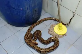 泰国妇女上厕所 两米长蛇从马桶窜出狠狠朝她屁股咬下去图片