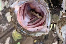 美国田纳西州钓客在河里钓到鲈鱼 打开其嘴巴发现里面竟藏有一条小水蛇图片