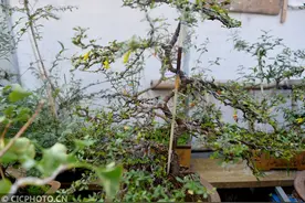 江苏扬州：花甲老人屋顶种出家庭盆景园图片